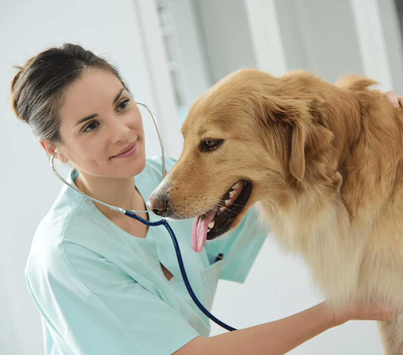veterinary waste disposal