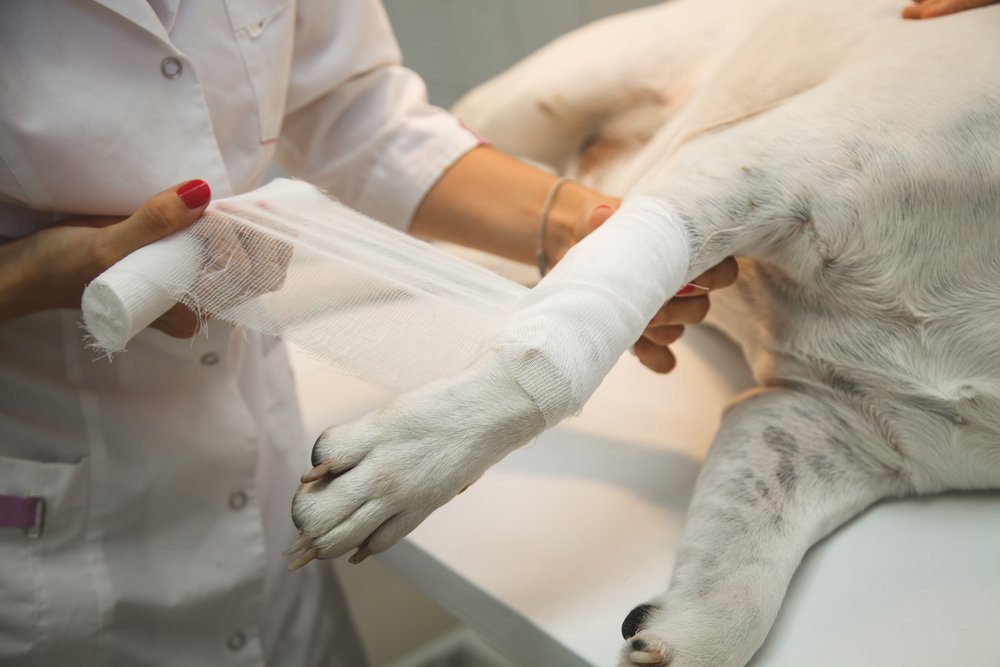 Medical Waste Veterinary Clinic