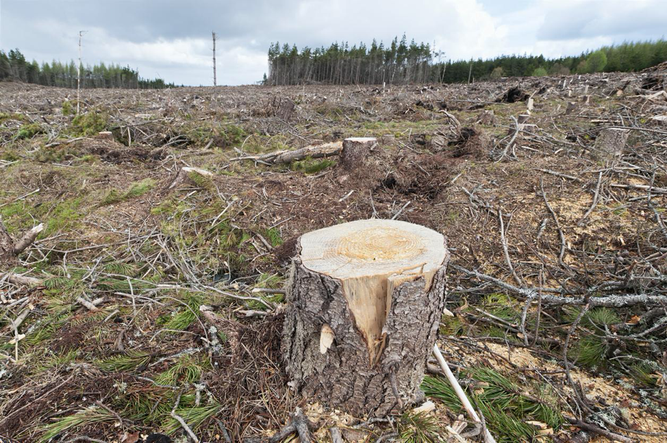 sustainable-forestry-waste-management-alabama